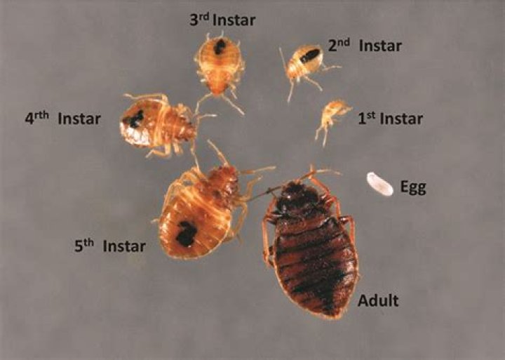 Are bed bugs attracted to sperm?