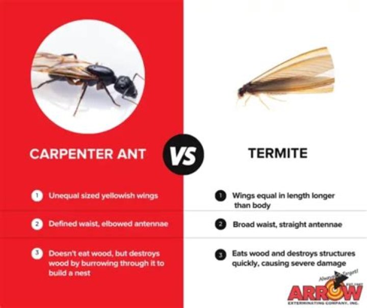 Are carpenter bees worse than termites?