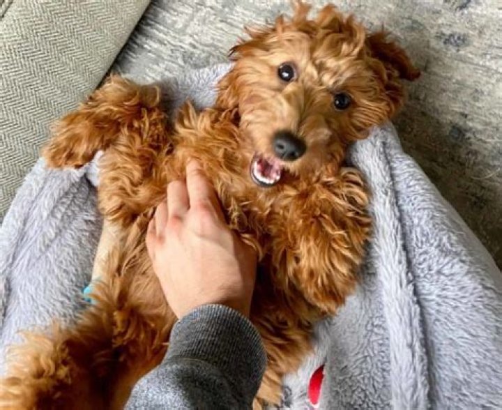 Are Goldendoodles easy to train?
