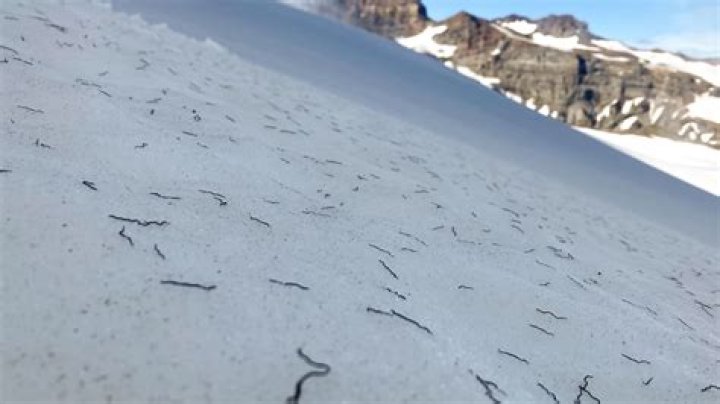 Are ice worms real?