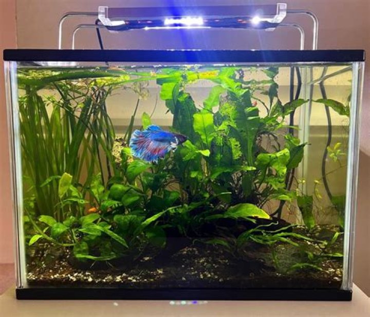 Are LED lights OK for betta fish?