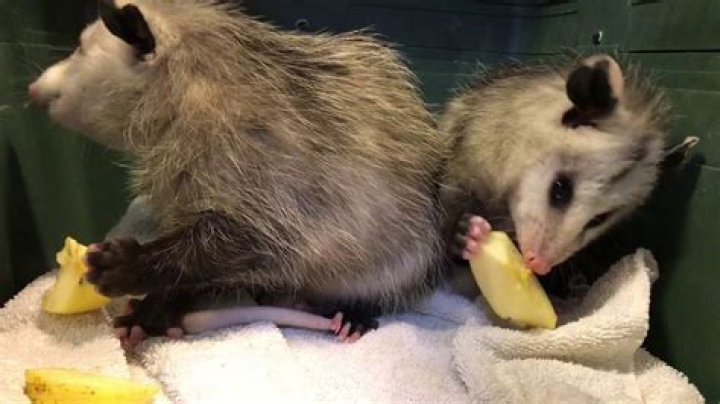 Are possums edible?