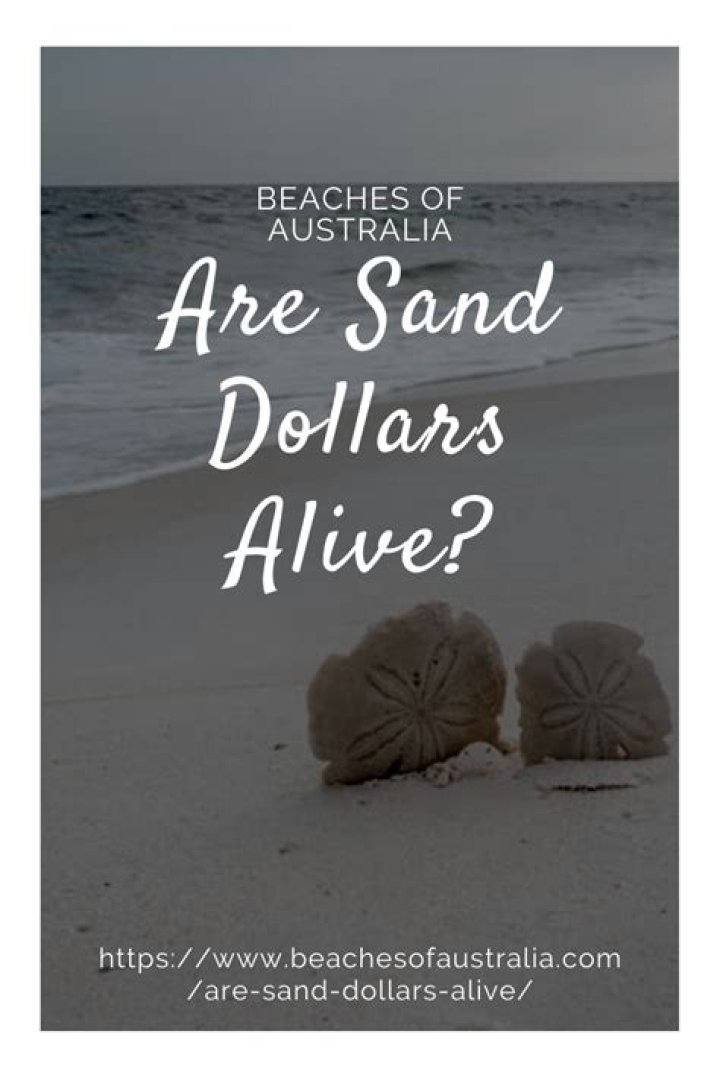 Are Purple sand dollars alive?