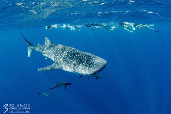 Can a grouper swallow a human?