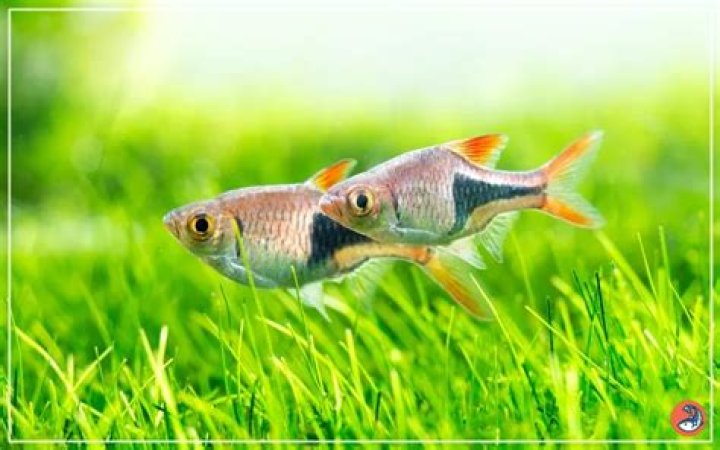 Can aquarium fish be in dark?