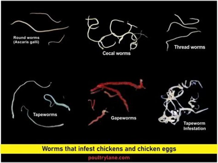 Can eggs have worms in them?