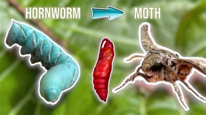 Can humans eat hornworms?