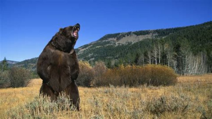 Can you bring a bear to a stable in BoTW?