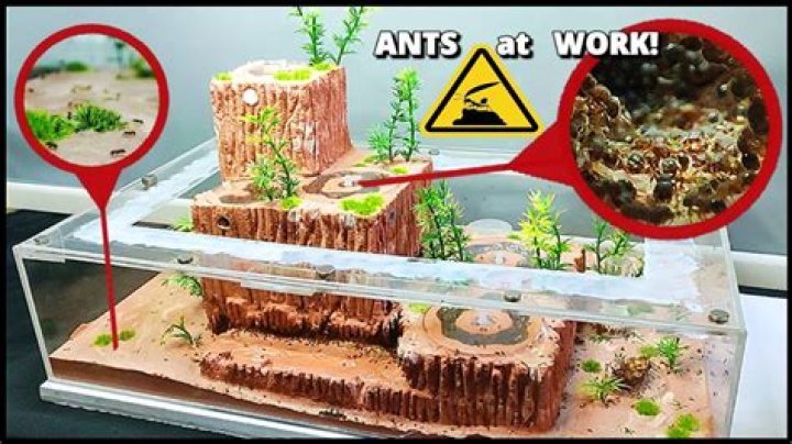Do ant traps make it worse?