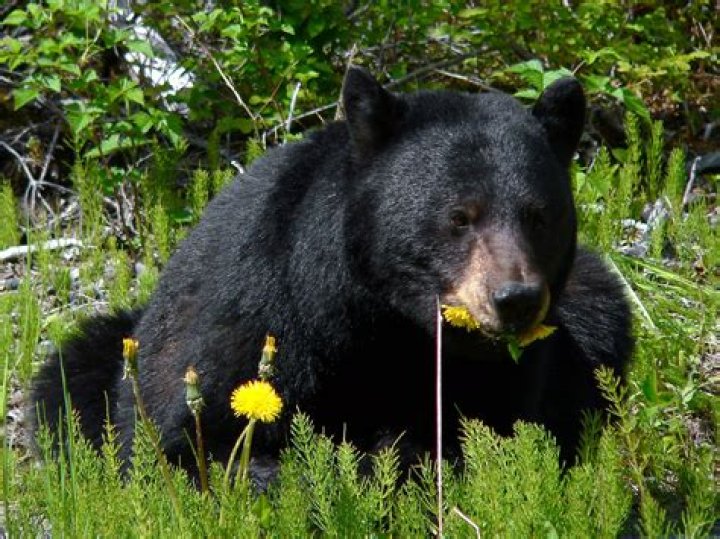 Do black bears eat yellow jackets?