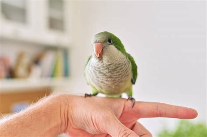 Do parrots miss their previous owners?
