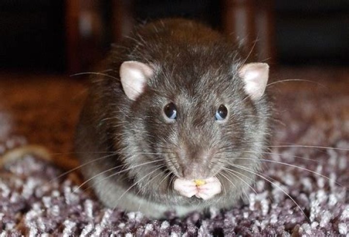 Do rats bite you in your sleep?