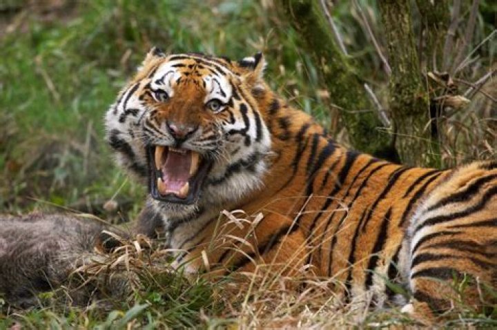 Do tigers eat their owners?