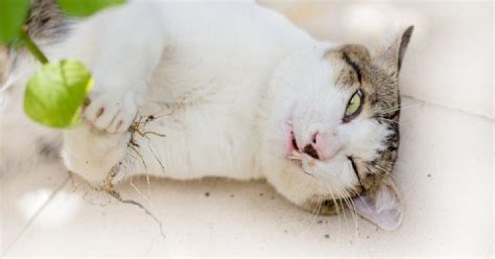 Does catnip make cats high?
