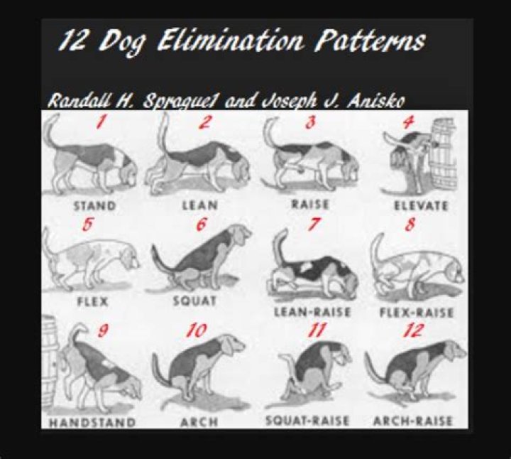 How do girl dogs pee?
