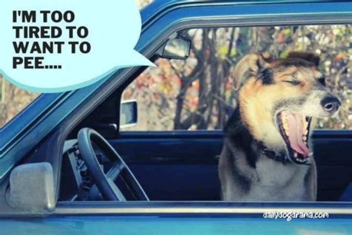 How do I get my dog to pee when traveling?