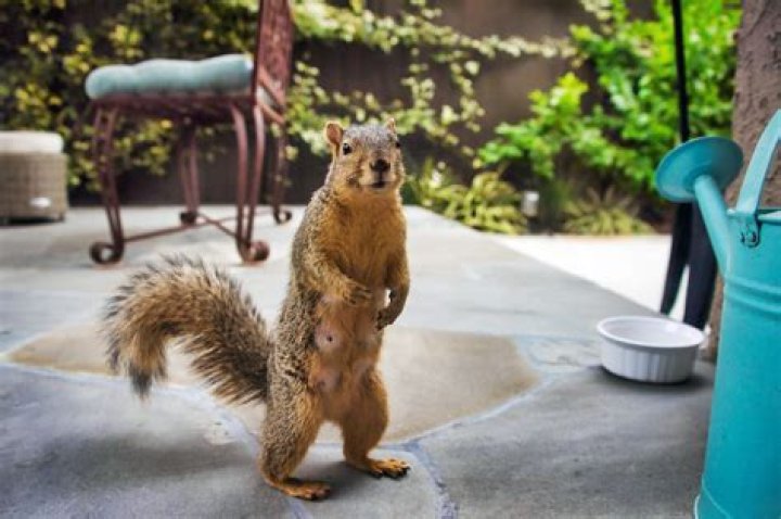 How do I keep squirrels from pooping on my patio?