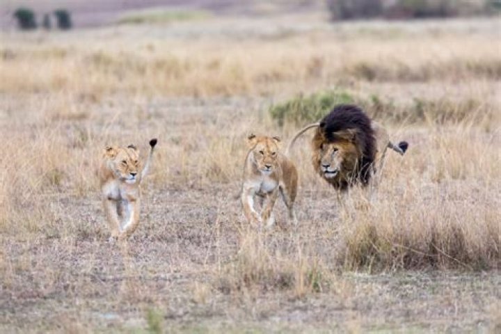 How do lion prides avoid incest?