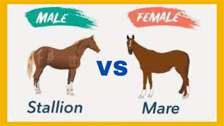 How does a stallion mate with a mare?