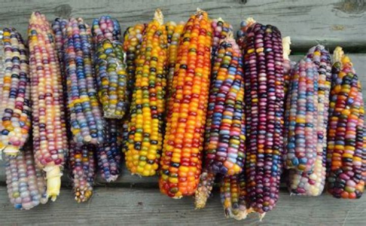 How is Rainbow corn made?