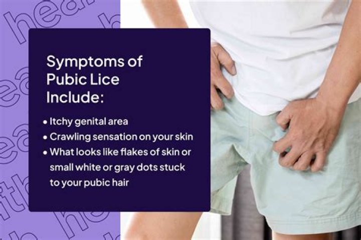 How long can pubic lice survive without a host?