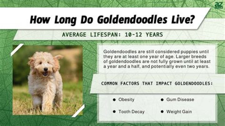 How long do Golden Doodles live?