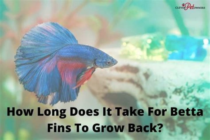How long does it take for a betta to grow fins back?