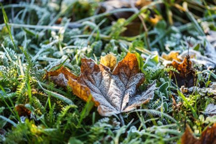 How often should you water your lawn in the winter?