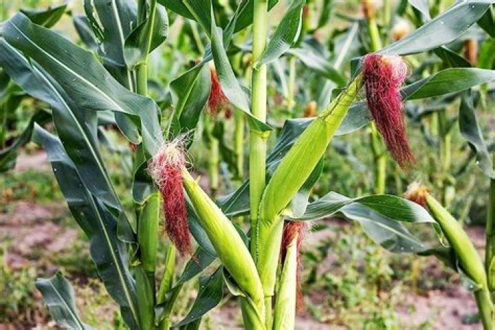 Is corn a straw?
