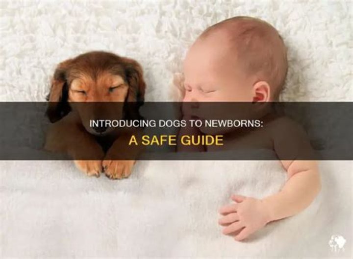 Is it safe for newborns to be around dogs?