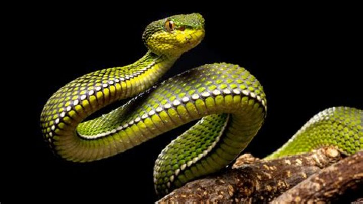 Is the snake alive in habushu?