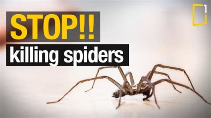 Should spiders be killed?