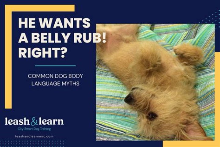 What's the best spot to rub a dog?