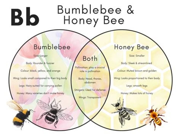 What's the difference between a honey bee and a bumble bee?