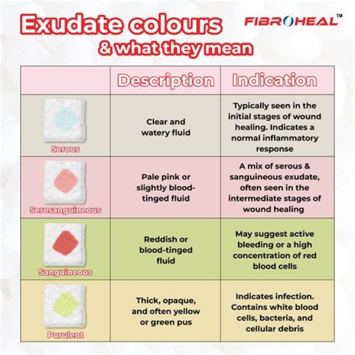 What are the 4 types of exudate?