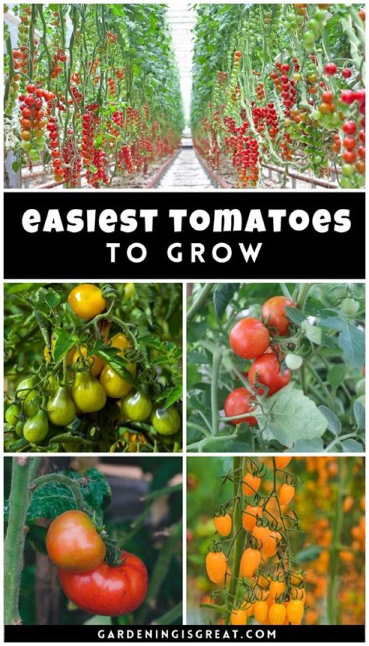 What are the easiest tomatoes to grow?