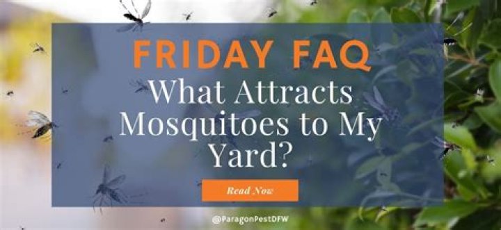 What attracts mosquitoes to your house?