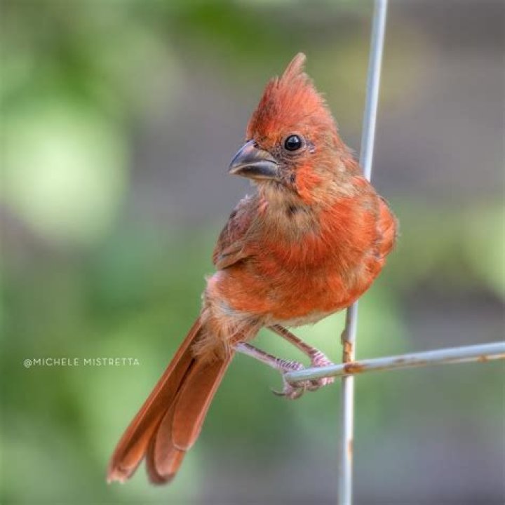 What bird looks like a cardinal but isn t?
