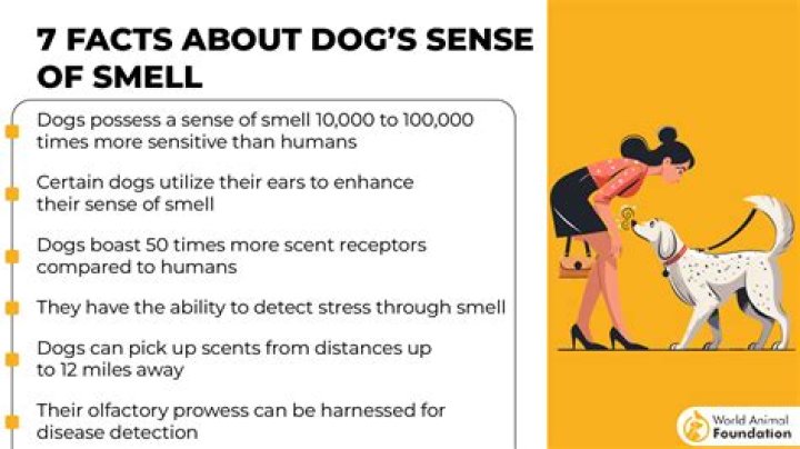 What can mess up a dog's sense of smell?