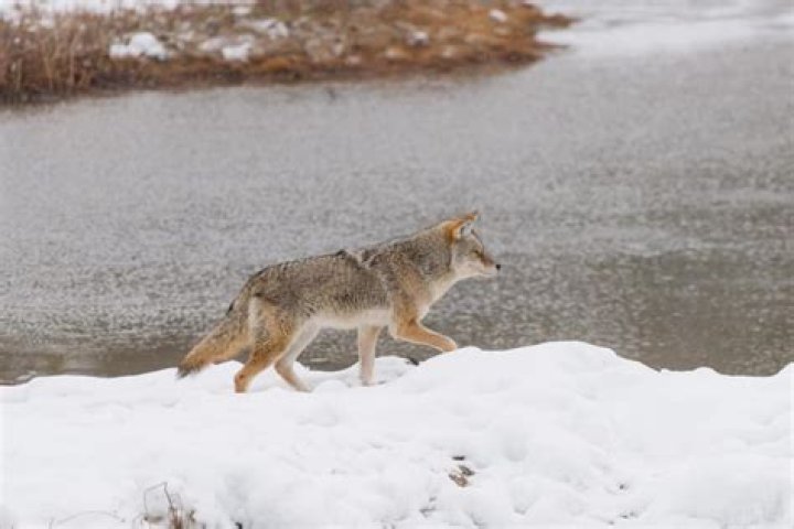What do coyotes do in the winter?