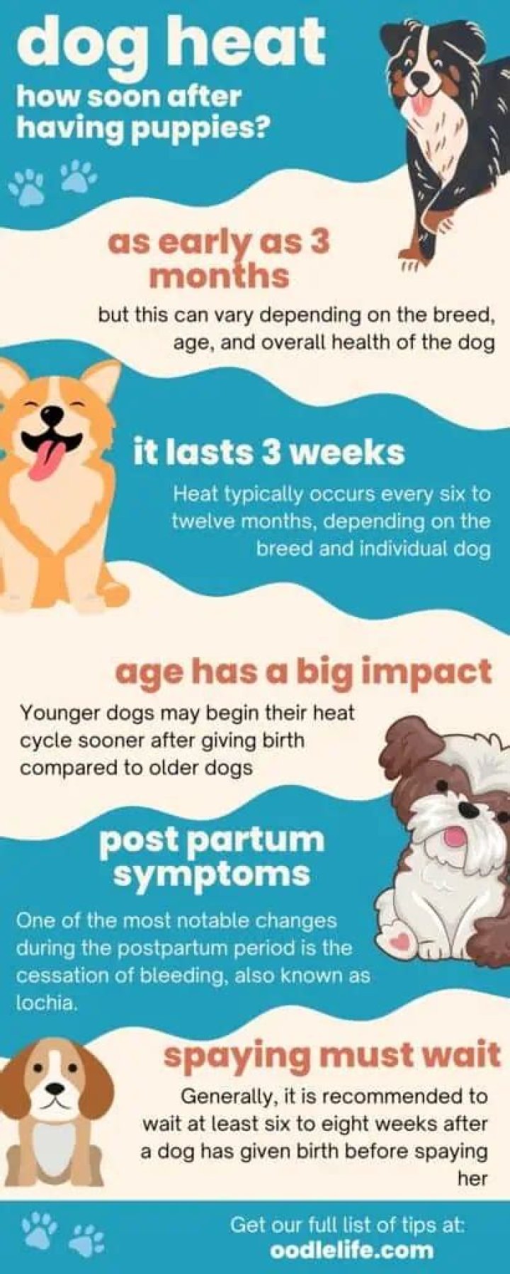 What do I do when my puppy goes into heat?