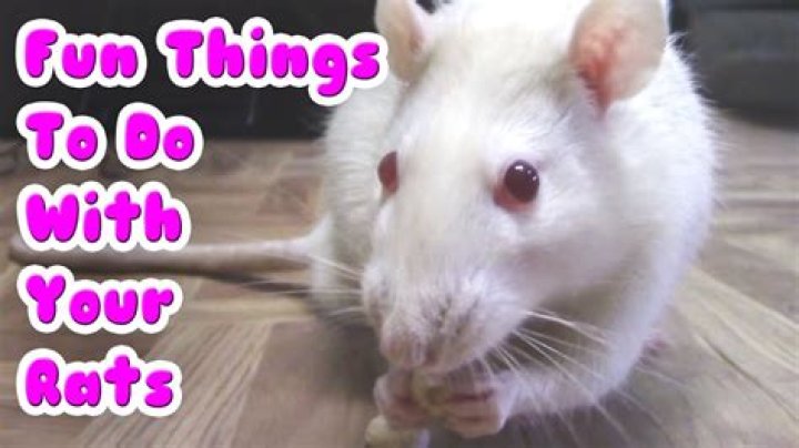What do rats do for fun?
