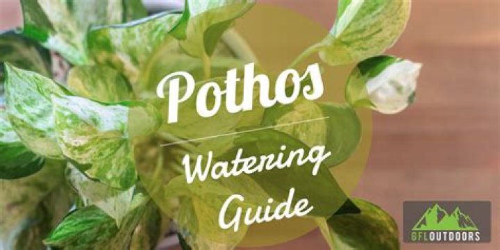 What does an Underwatered pothos look like?