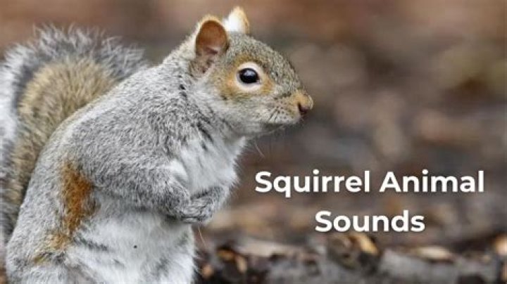 What does squirrel in attic sound like?