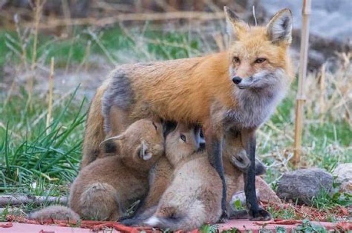 What happens if a foxes mate dies?