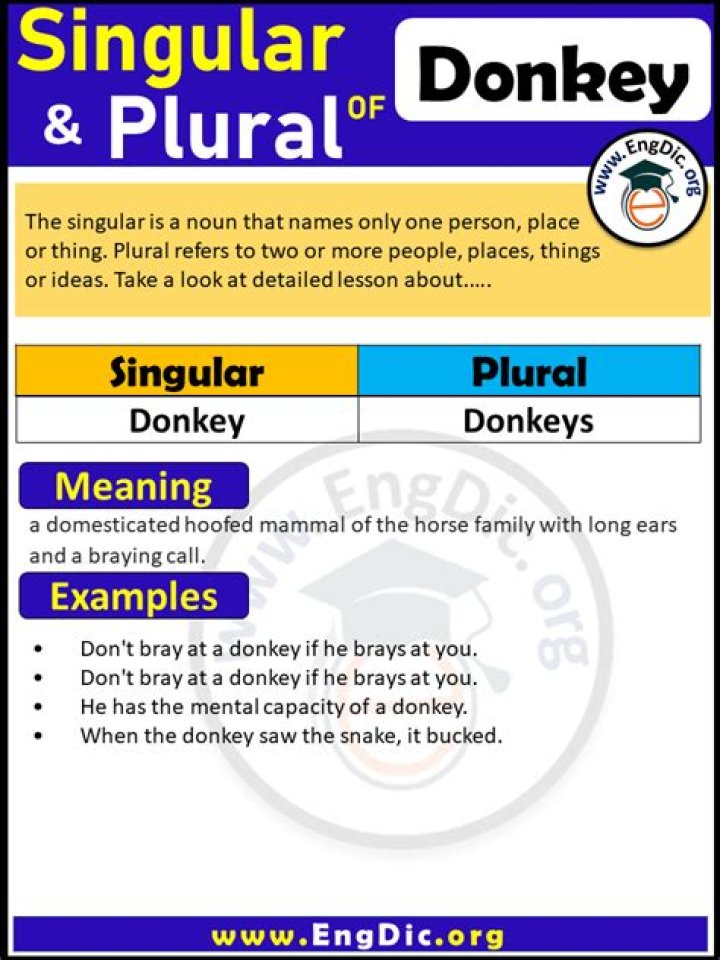 What is Donkey plural?