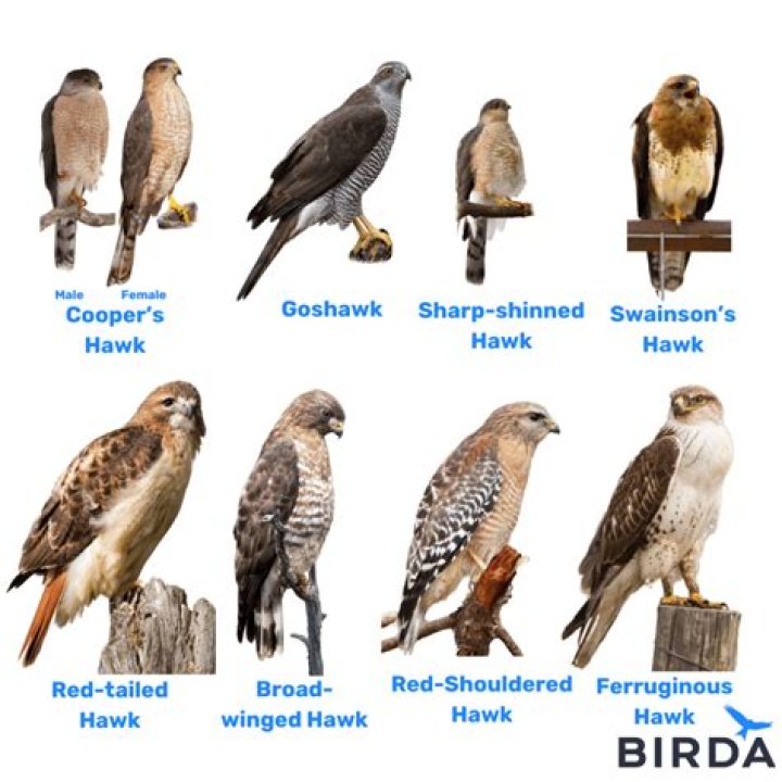 What is the most powerful hawk in the world?