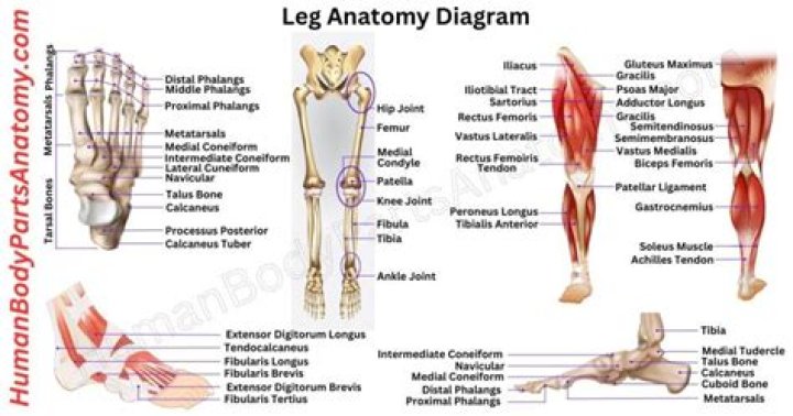 What is the part that joins the head and the torso called?