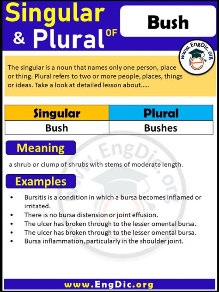 What is the plural of Bush?