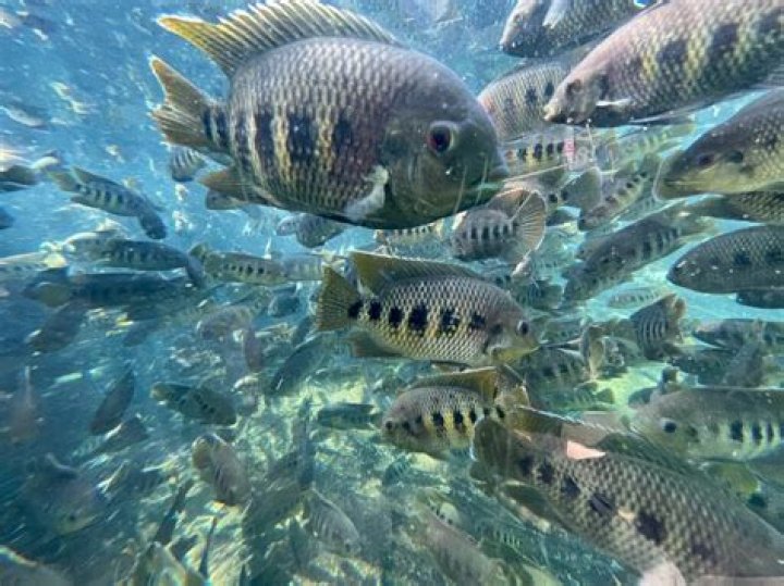 What tilapia does Costco sell?